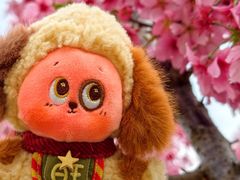 -新江湾城公园