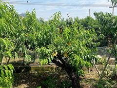 -老袁家蜜桃农场·阳山水蜜桃