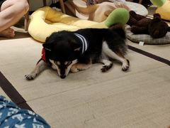-逗柴咖啡屋·狗咖猫咖宠物桌游