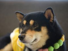 -南京Hallo宠物乐园·哈罗犬舍·柴犬繁育基地