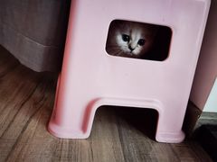 -小猫来了·猫舍(红山六九七九店)