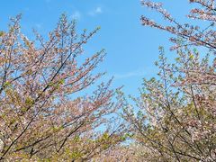 -高东镇樱花园