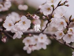 -国家植物园