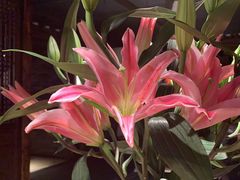 -瑶王府·广西菜(相思湖店)