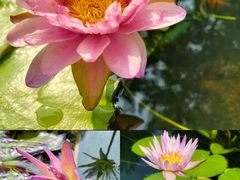 -上海辰山植物园