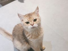 -琪喵猫屋·撸猫猫咖·猫舍