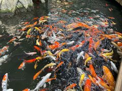 -南宫五洲植物乐园