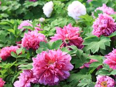 -中国科学院华南植物园