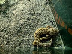 -海合安天津极地海洋公园