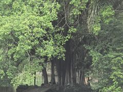 -海南热带野生动植物园