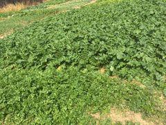 -呼吸森林·生态农庄农家乐私房菜