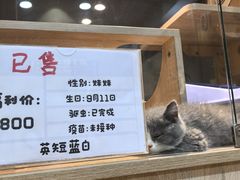 -BABIT巴比特宠物(MOMOPARK店)