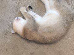 -泰国佛·塔罗·泰牌狐仙古曼