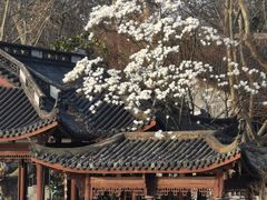 -灵顺寺