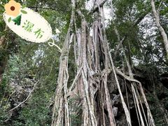 -中国科学院西双版纳热带植物园