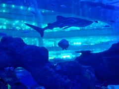 -成都浩海立方海洋公园