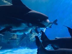 -多彩贵州城极地海洋世界