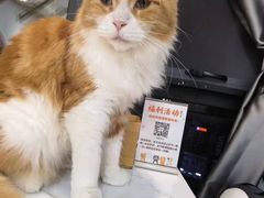 -喵园·猫主题咖啡厅·撸猫·猫咖(国贸店)