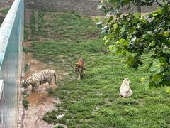 -西霞口神雕山野生动物世界