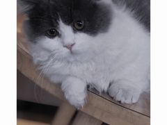 -猫腻·猫咖·撸猫馆(星光大道店)