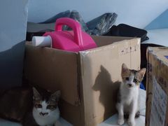 -宠物星动物医院·眼科·异宠·猫科(江南大道总院)