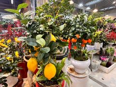 -双季花艺园艺市场(浦东店)