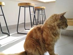 -Heymao猫咖.咖啡厅(东门店)