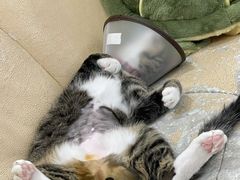 -爱诺耐芙动物医院(万博店)