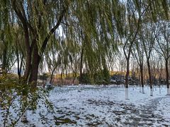 -大兴滨河森林公园