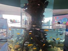 -瑞普利水族馆