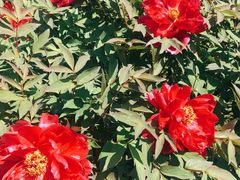 -北海道厅旧本厅舍(旧本庁舎)