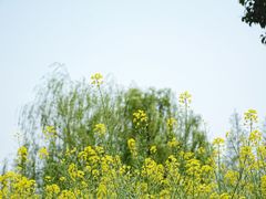 -田园东方蜜桃村的田野营地