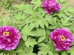 -吾悦广场(渭南店)