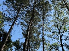 -昆山城市生态森林公园