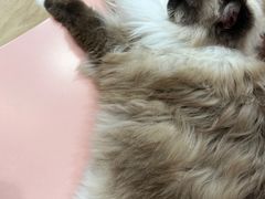 -1013 PET SHOP 宠物商店(近铁城市广场店)