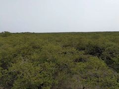 -北海金海湾红树林生态旅游区