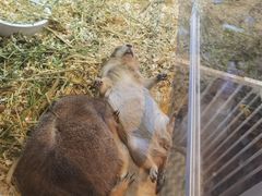 -酷以爬仙阁实体爬宠店·守宫·蜥蜴·专业繁育