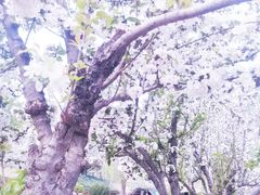 -海棠花溪(元大都城垣遗址公园)
