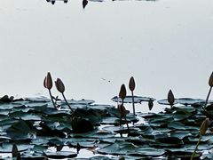 -白鹭湾湿地公园