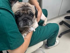 -利又安动物医院··老年病·猫科犬科·中兽医