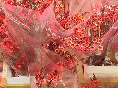 -越秀西湖花市(广州城市广场花卉店)