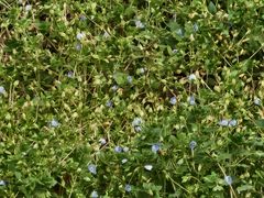 -唐城墙遗址公园