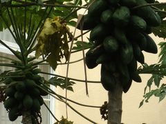 dsc00724_旋转-三亚亚龙湾金棕榈度假酒店