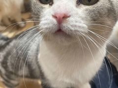 -1013 PET SHOP精品宠物商店(丁香店)