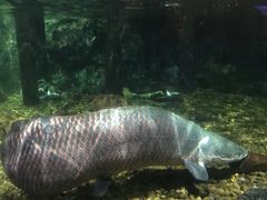 -暹罗海洋世界