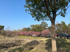 -广富林郊野公园