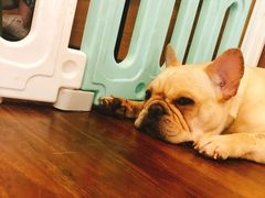 -柯斗斗主题餐厅·狗咖·围炉煮茶·茶饮(国瑞升平里店)