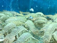 -海之鲜大排档(东山海鲜金銮湾店)