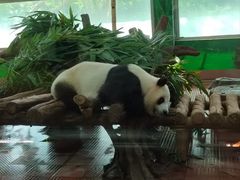 -广州动物园