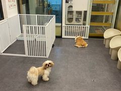 -有喵·猫咖·狗咖·30几只猫10只小狗(岗厦店)